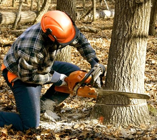 Tree Removal in Wheelock, TX